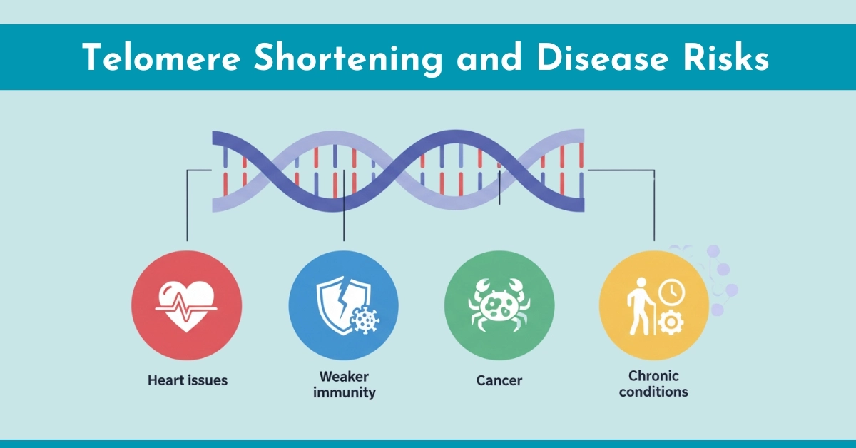 Telomere Shortening and Disease Risks