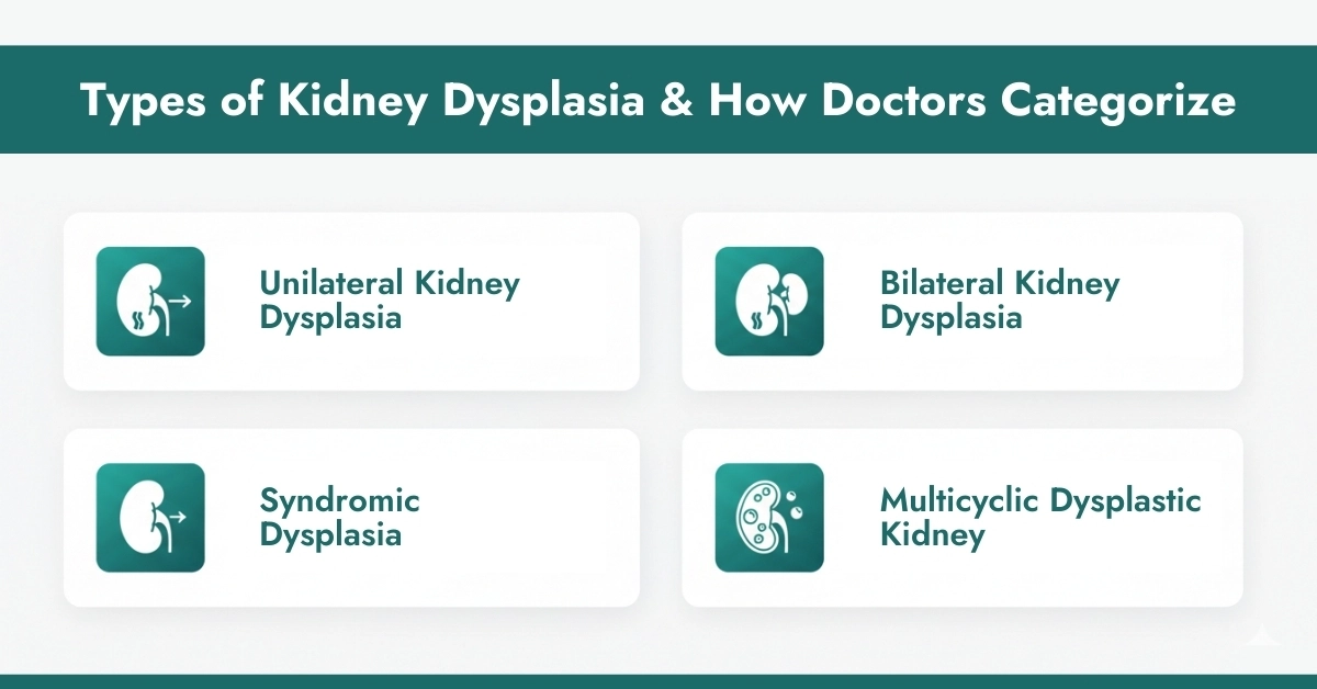 Types of Kidney Dysplasia and How Doctors Categorize